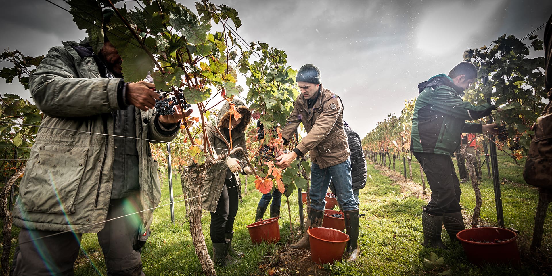 Das Team vom Weingut Ruppert-Deginther bei der Ernte