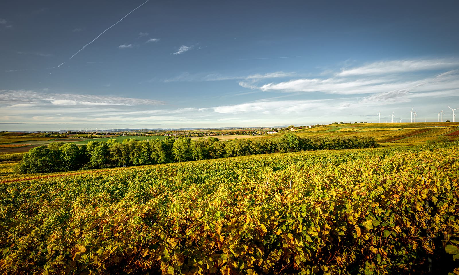 Das Weingut Ruppert-Deginther kultiviert Ausgleichsflächen für ein besseres ökologisches Gleichgewicht